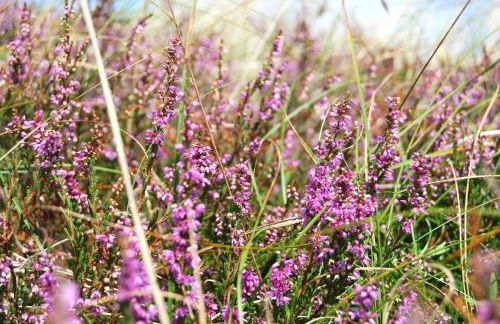 Ferienwohnung im Hochland - Foto 15