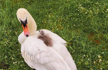 Billing Aquadrome ,3 bedrooms caravan - Photo 64