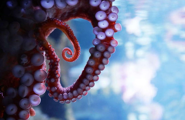 Entrada al Acuario de Cattolica - Foto 6