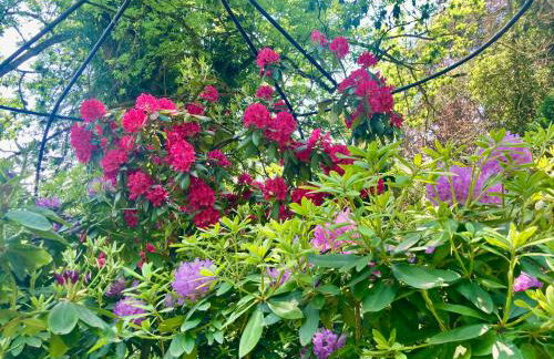 Haus Haselmaus - Zaunkönig - Foto 7