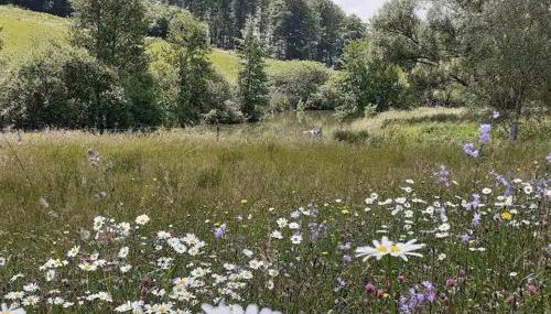 Charmante maisonnette en pierre près d'Épinal - FR-1-589-804 - Foto 3