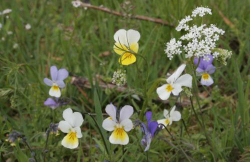 La maison d'Anastasie - Foto 14