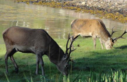 Charming cottage with loch and hill views nr Edinburgh - Foto 45