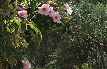 Casa Limonina - Foto 45