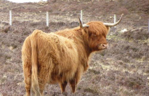 Harlosh Hideaways - Stargazer Pod - Foto 38