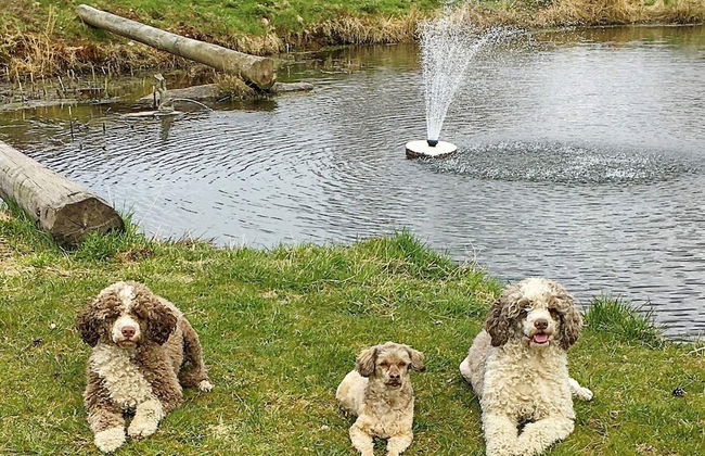 4 Person Holiday Home in Fristad - Foto 10