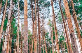 Casa Terra - Foto 15