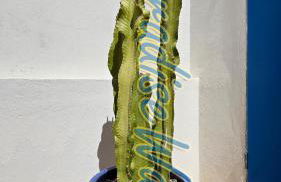 Villa piscine privée - By Paradise Waves - Foto 45