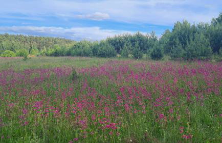 Domek Konrad - balia ogrodowa dodatkowo płatna - Foto 53