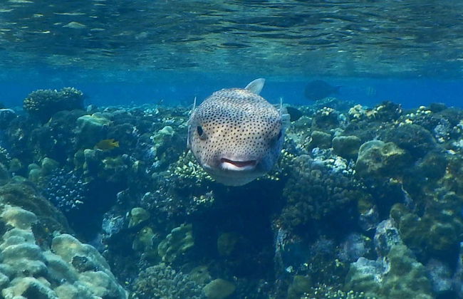 Snorkel en las islas Qulaan - Foto 6
