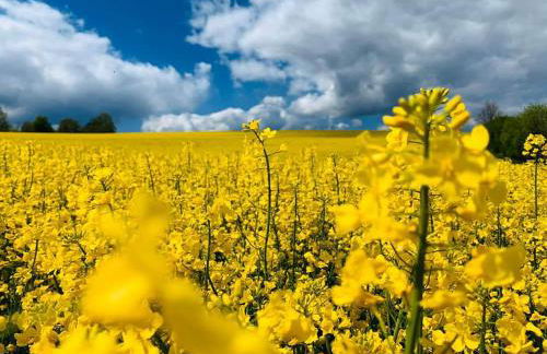 Bungalow Schwarzatalblick in Bad Blankenburg Ortsteil Böhlscheiben - Foto 49