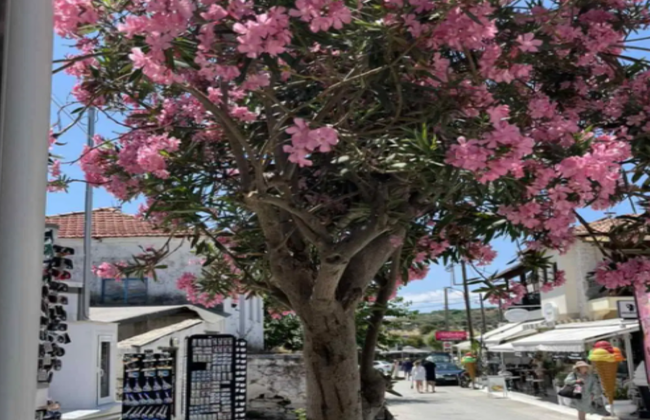 Tour de um dia de Tessalónica: Cruzeiro Lagoa Azul e Ilha Diaporos - Foto 5