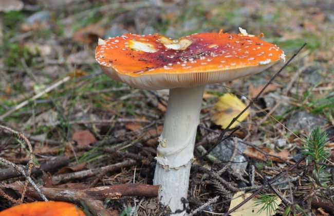 4 Person Holiday Home in Hjarnarp - Foto 6