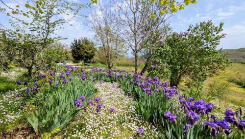 Agriturismo Casa Greppo - Il Noce - Foto 3