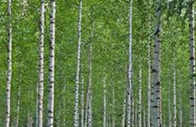 Kopinkallio 2 - Foto 8