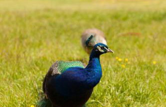 Orchard View Shepherds Hut - Foto 27