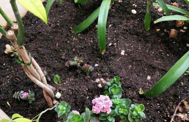 Ca Na Xisca - Foto 63