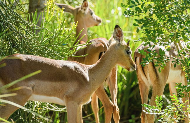 San Lameer Villa 2704 - Photo 15