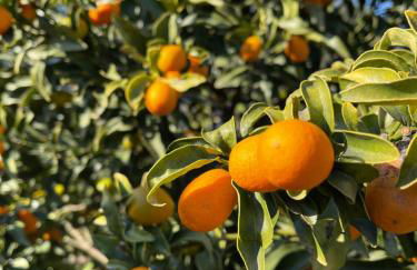 Antigone’s garden - Photo 12