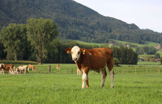 Chalet Alpenzauber mit Beheiztem Pool, Inzell - Photo 31