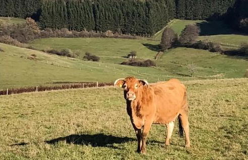 Awesome Home In Müllenbach With Kitchen - Foto 37