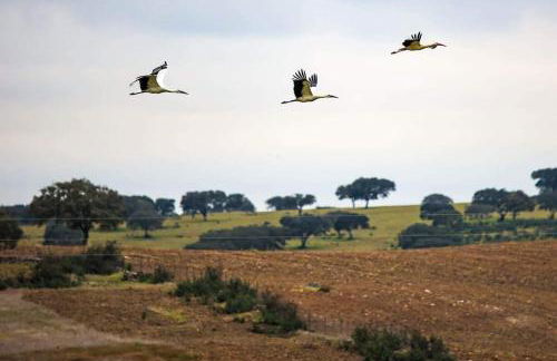 Casas Velhas - Casa da Taipa - Foto 2