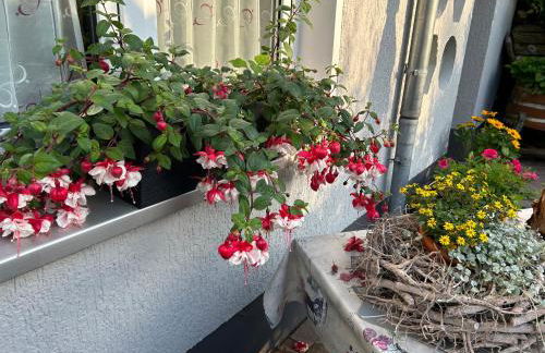 Ferienhaus Zittau Oberlausitz & Ferienwohnung am Hamann Berg - Foto 24