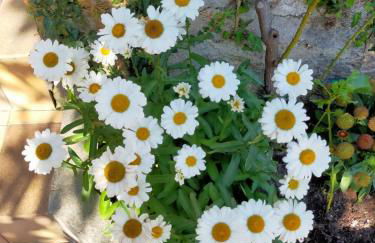 Cerca de la playa, con bodega, terraza y jardin Camino Portugués - Foto 18
