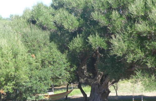 agriturismo gli olivastri -appartamento bel vedere con piscina ,solarium e vista mare,climatizzatore ,wifi - Photo 20