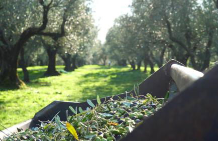 Agriturismo I Due Casali - Foto 36