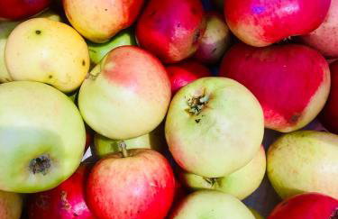 The Apple Shed - cosy cabin nestled in orchard in rural Devon - Foto 31