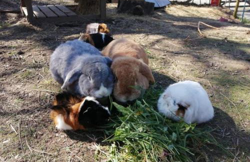 Rhydyfantwn Fach Cottage, Cardigan - Foto 26