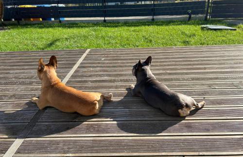 Ferienhaus Laura 70qm bis 5 Gäste mit Fass-Sauna, Whirlpool April bis Oktober, 75qm Terrasse und eingezäunten Garten Haustiere willkommen - Photo 29