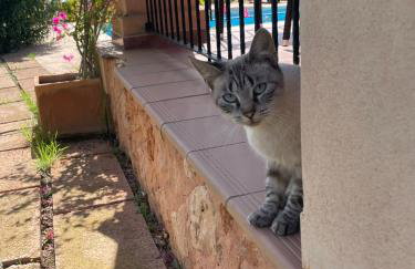 Finca Can Alba - Photo 17