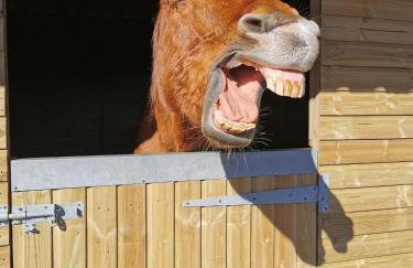 Glen Bay - 2 Bed Lodge on Friendly Farm Stay with Private Hot Tub - Foto 42