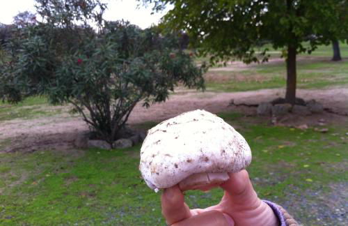 Cortijo Charcollana - Foto 45