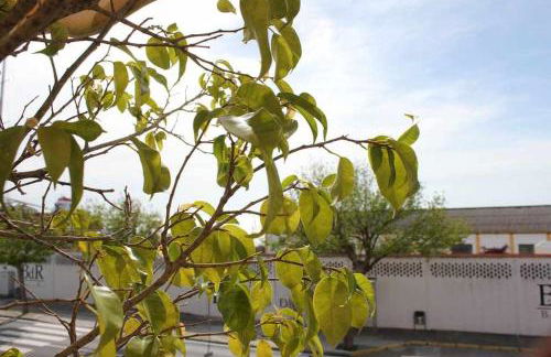 MonKeys Apartments Sanlúcar Beach Relax - Photo 19