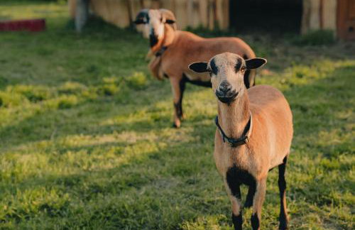 Ranczo KUFLANDIA Średnia Huta - Photo 22