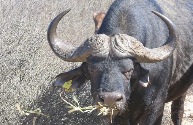L'Ermitage Quagga Lodge - Photo 26