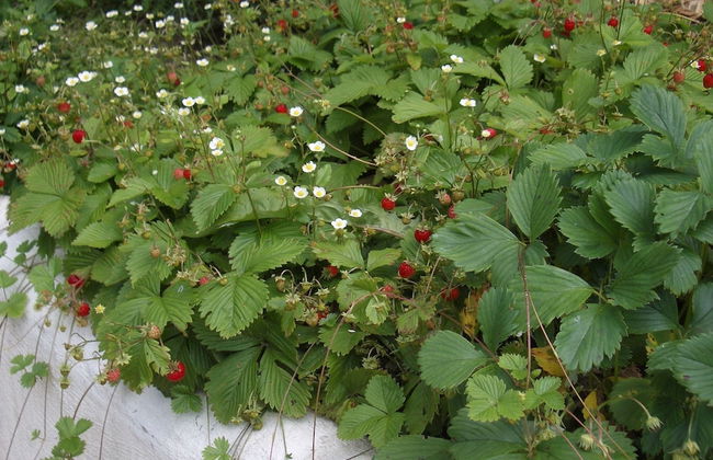 Roomantic Apartments - Photo 52