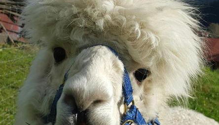 Alpakahof Wechs - Foto 2