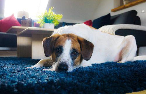 Besondere Ferienwohnung Spirit auf idyllischem Reiterhof nahe Burg Eltz - Foto 13