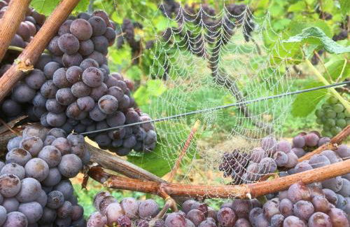 Ferienwohnungen In de goldisch Luft - Foto 9