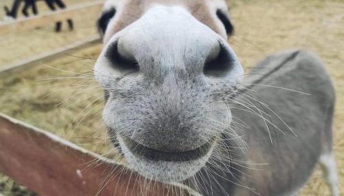 Agroturystyka Nad Łąkami - Foto 5