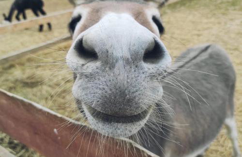 Agroturystyka Nad Łąkami - Foto 5