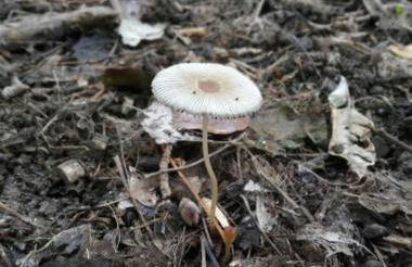 Alojamientos Sierra de Cádiz Benamahoma - Foto 49