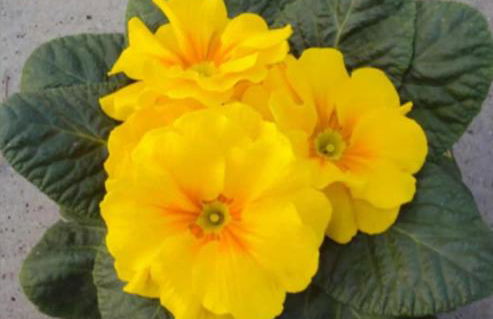 Casa Vancaza Avventura - Foto 8