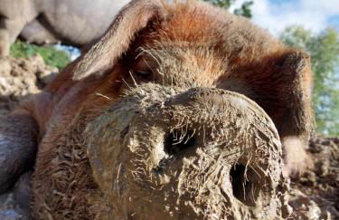 Hof Albersmeier Hüttinghausen / Urlaub am Stall - Foto 22