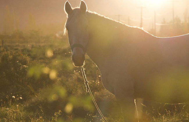 Reitausflug mit Mittagessen - Halbtages-Tour - Foto 3