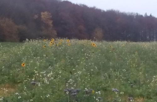 Relaxen im Taubertal - Foto 7